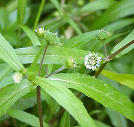 medicinal-plant