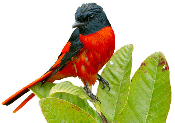 Scarlet-minivet