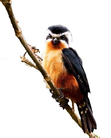 collared_falconet