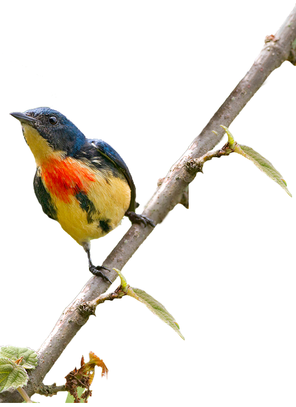 fire-breasted-flowerpecker