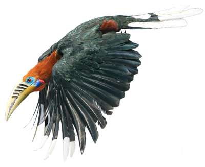 Rufous-Necked-Hornbill